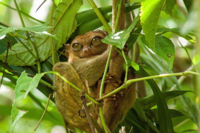 Tarsier, Bohol, Philippines