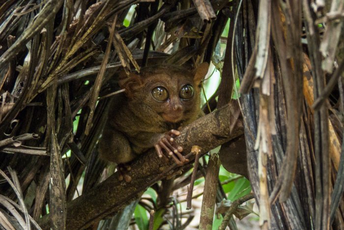 Tarsier, Bohol, Philippines