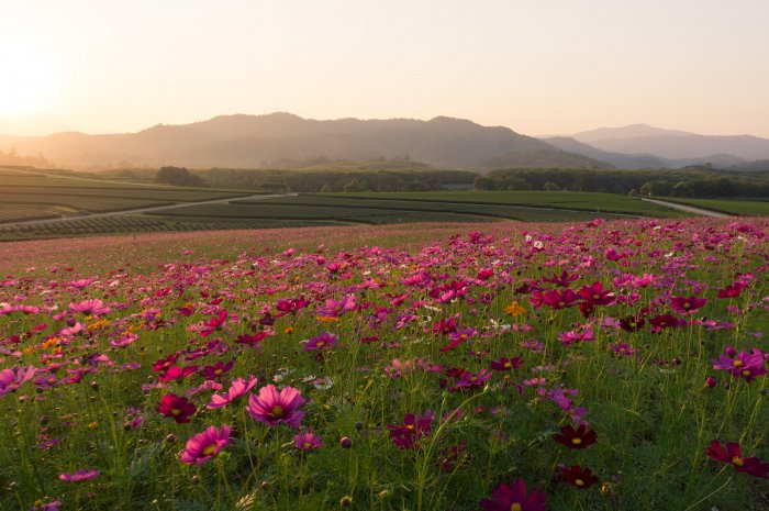 Crocus, Singha park, Chiang Rai