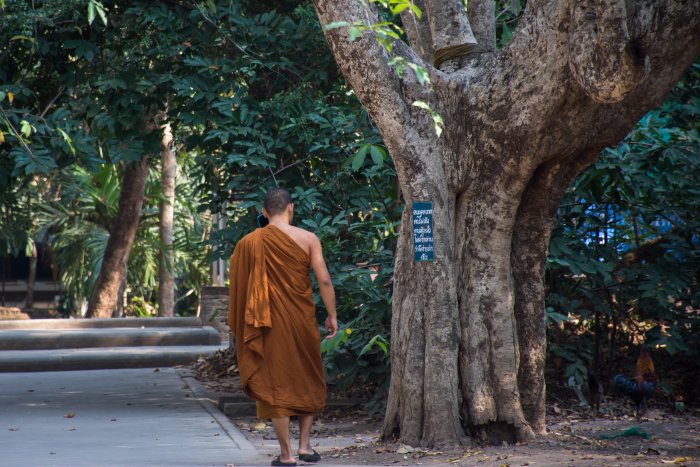 Moine au Wat Umong, Chiang Mai, Thaïlande