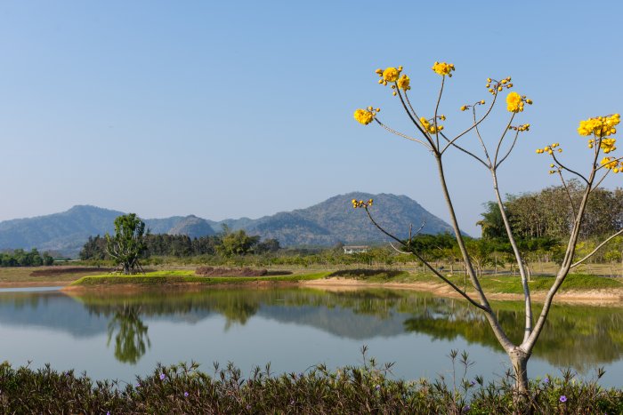 Singha park, Chiang Rai