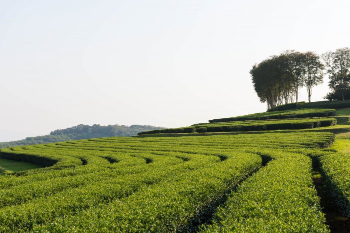 Plantation de thé