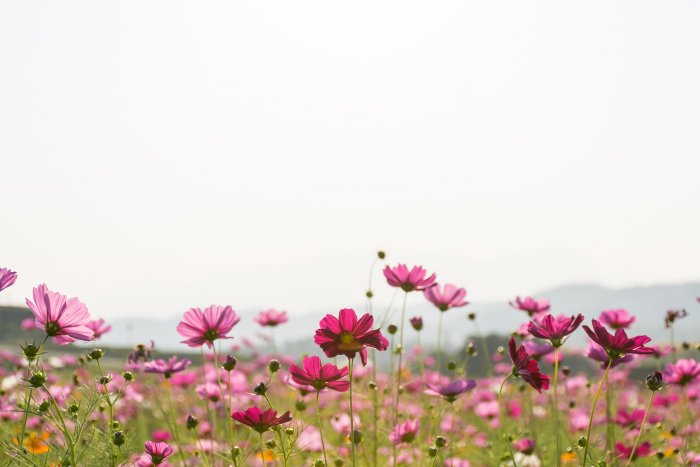 Crocus, Singha park, Chiang Rai