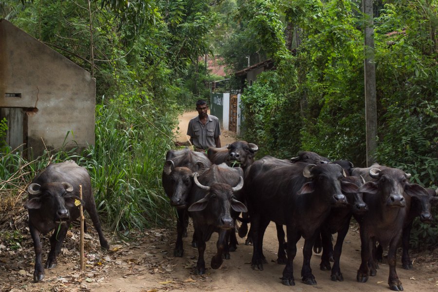 Buffles au Sri Lanka