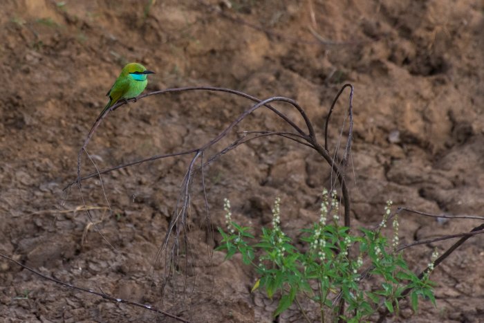Oisillon dans le parc national d'Udawalawe