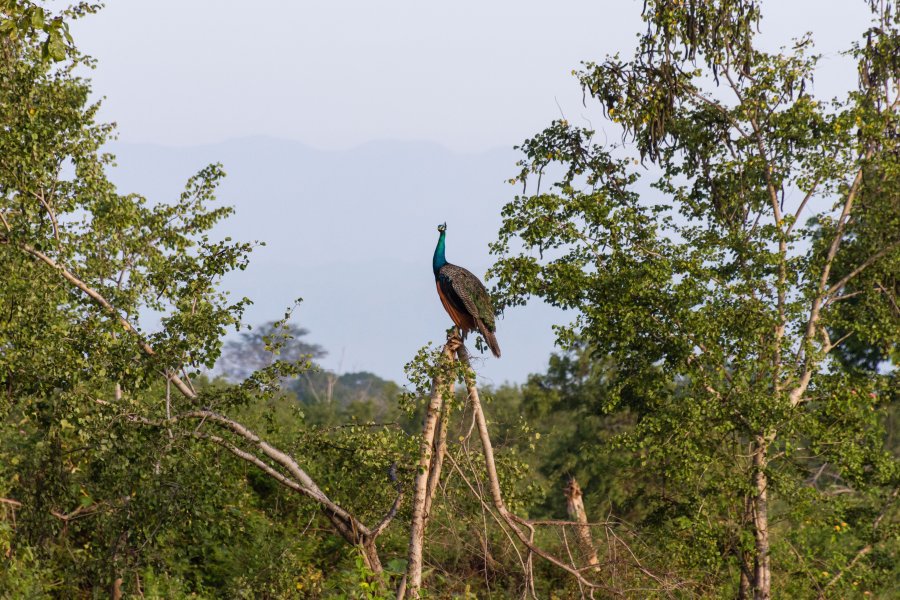 Paon dans le parc national d'Udawalawe