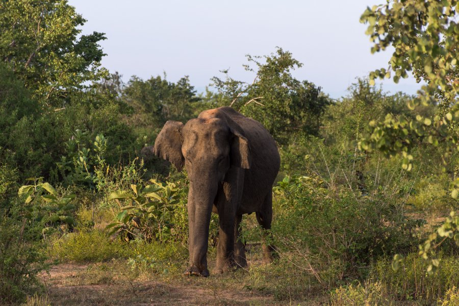 Éléphant dans le parc national d'Udawalawe