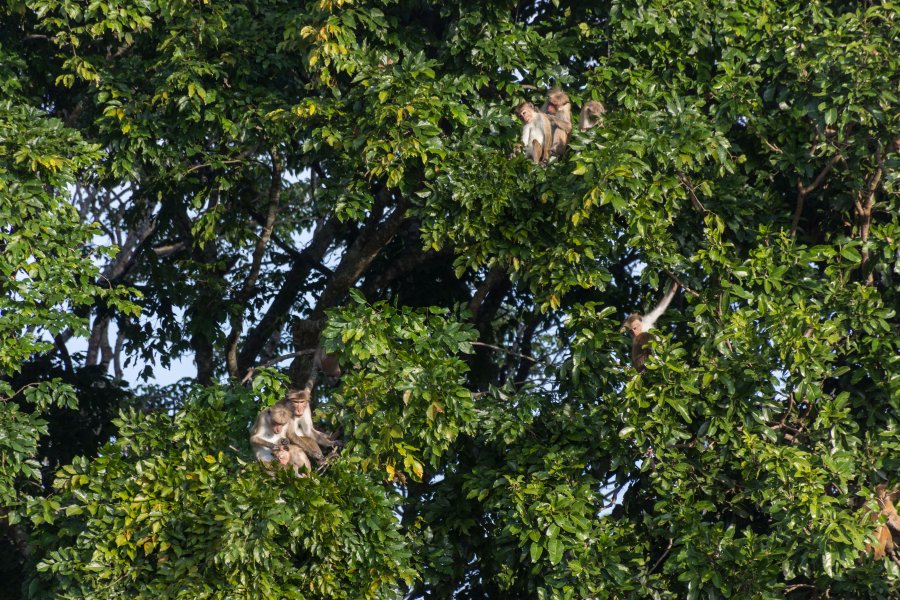 Singes dans le parc national d'Udawalawe