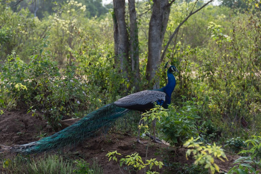 Paon dans le parc national d'Udawalawe