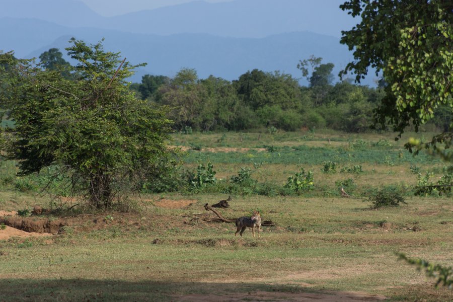 Coyotes dans le parc national d'Udawalawe