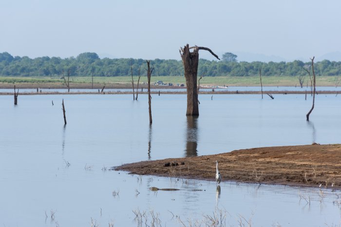 Crocodiles à Udawalawe
