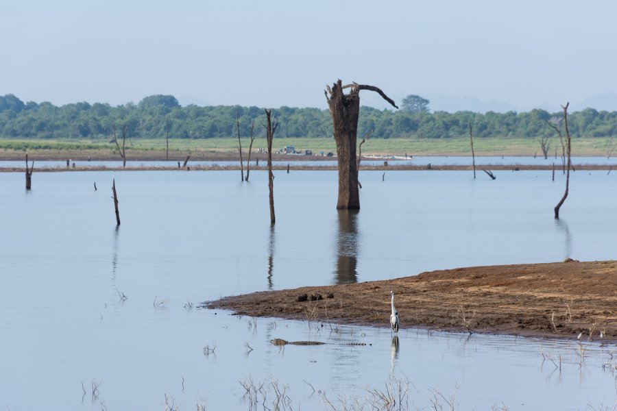 Crocodiles à Udawalawe