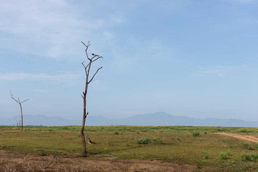 Parc national d'Udawalawe