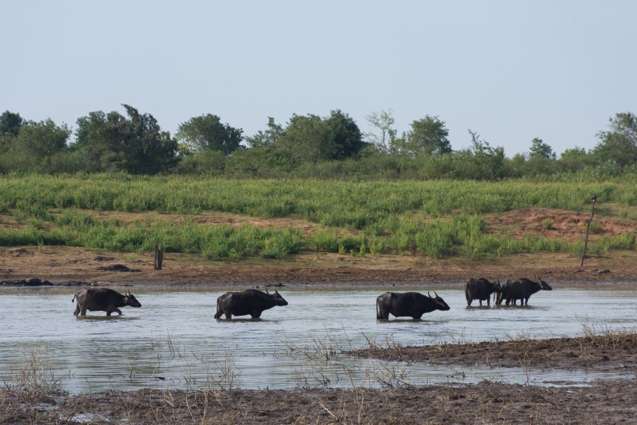 Buffles dans le parc national d'Udawalawe