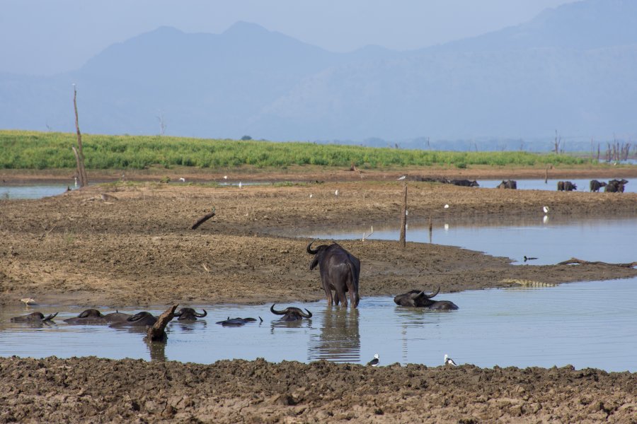 Buffles dans le parc national d'Udawalawe