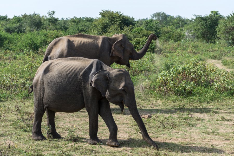 Parc national d'Udawalawe, Sri Lanka