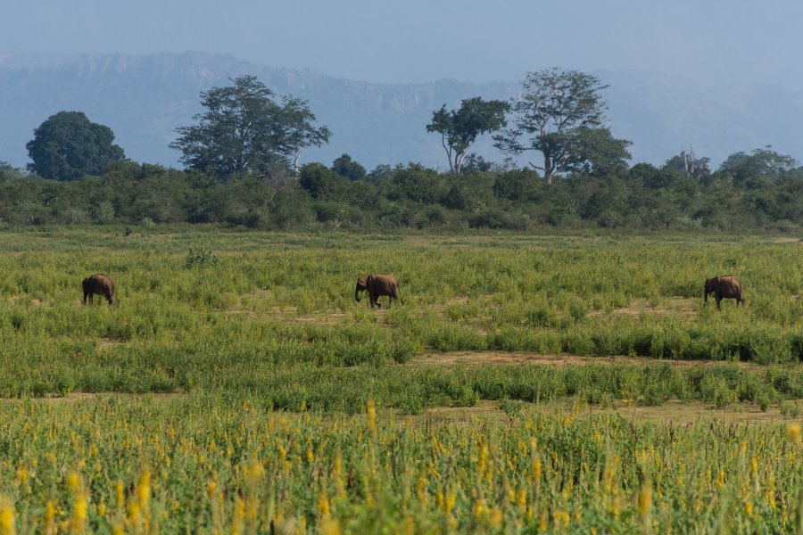 Parc national d'Udawalawe