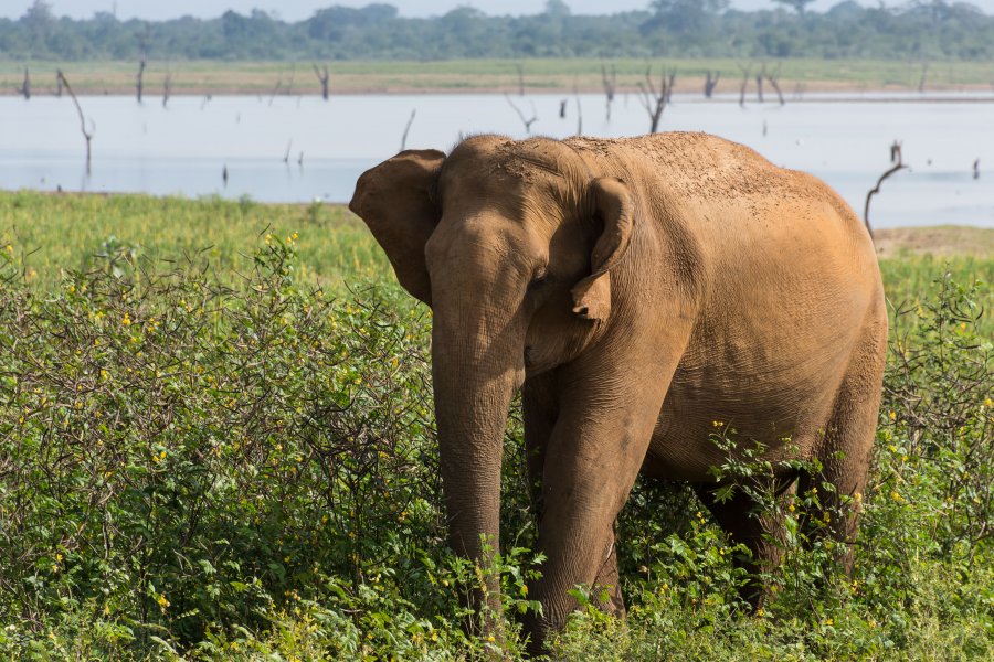 Éléphant dans le parc national d'Udawalawe