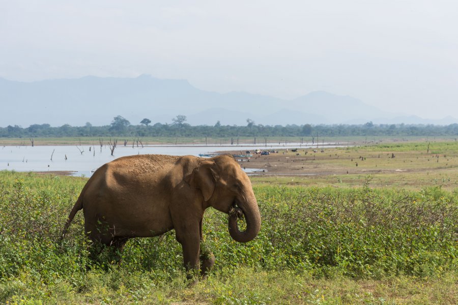 Parc national d'Udawalawe, Sri Lanka