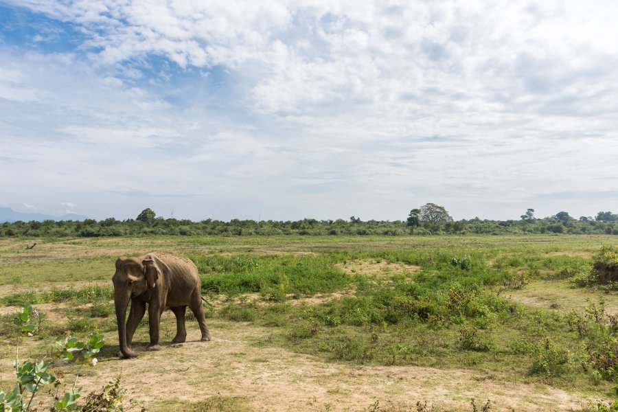 Parc national d'Udawalawe, Sri Lanka