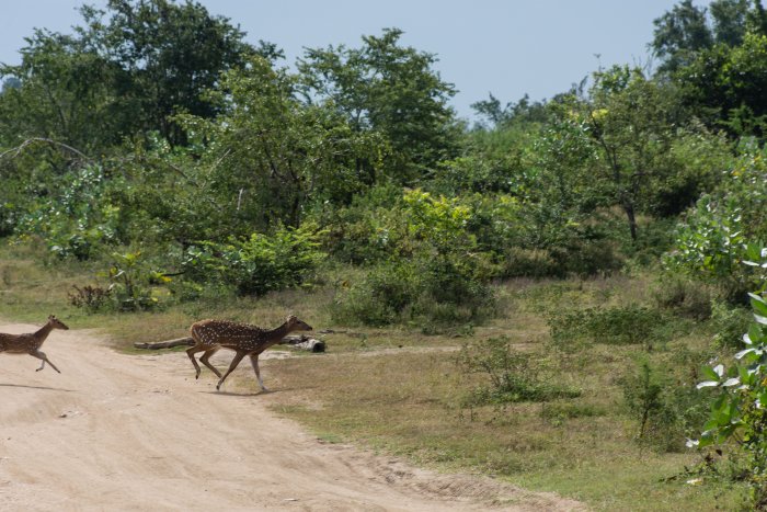 Cerfs dans le parc national d'Udawalawe
