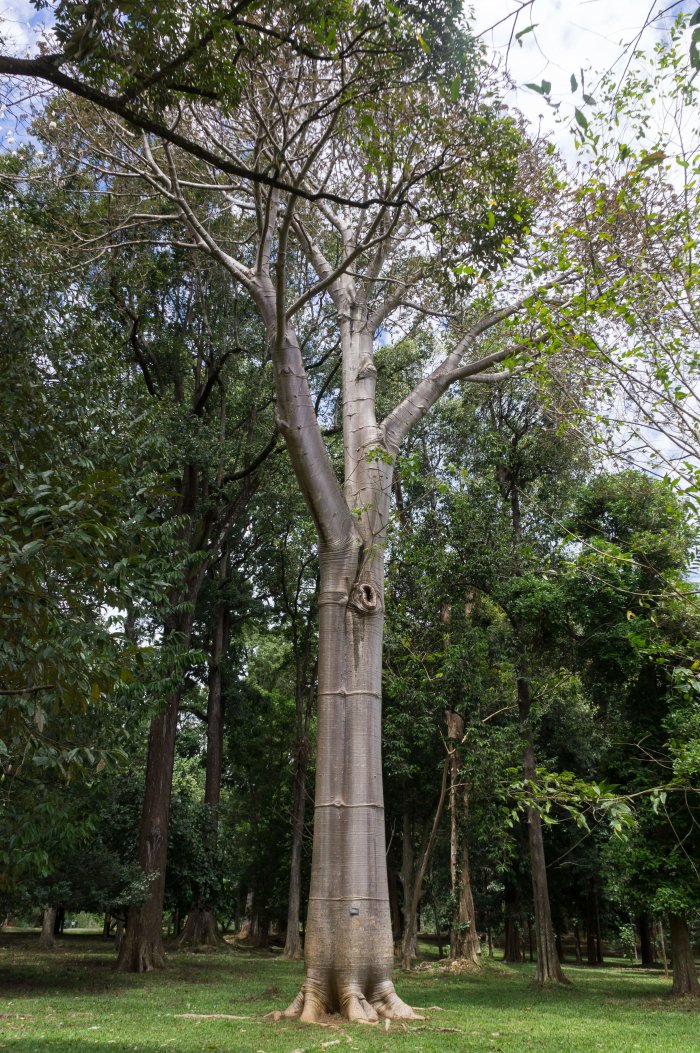 Baobab, Jardin botanique de Kandy, Sri Lanka