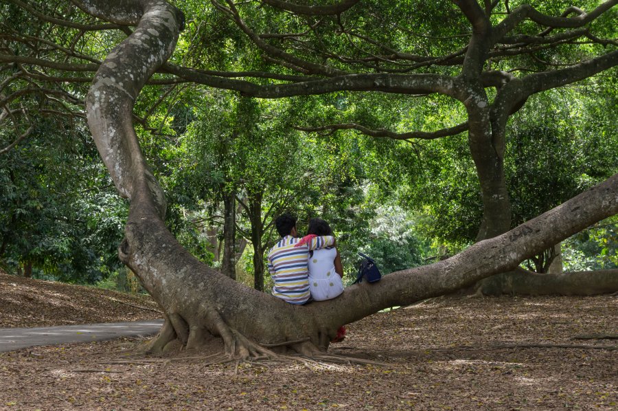 Jardin botanique de Kandy, Sri Lanka