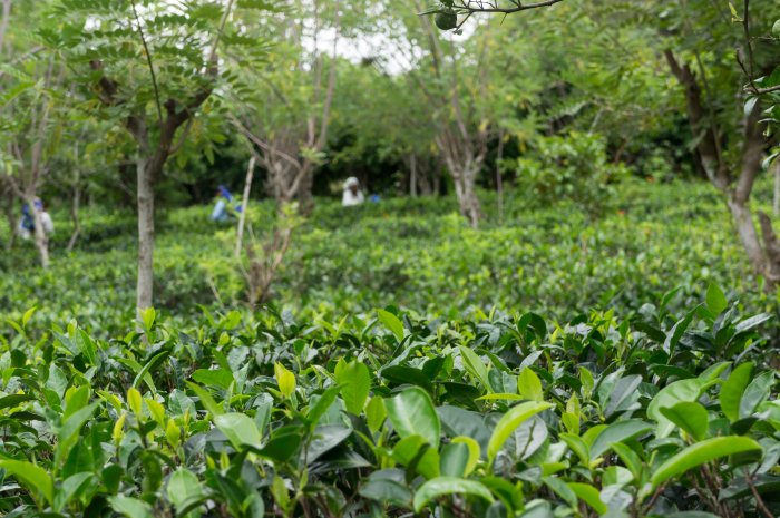 Visite de la plantation de thé Amba, Sri Lanka