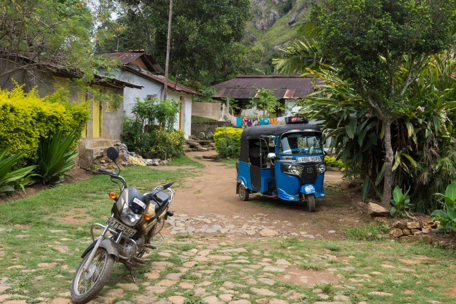 Amba, plantation de thé, Sri Lanka