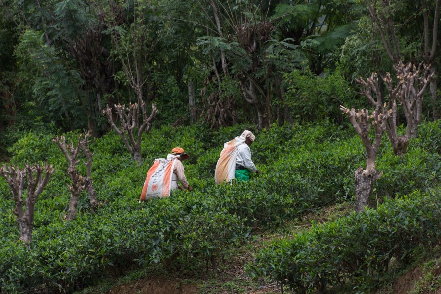 Visite de la plantation de thé Amba, Sri Lanka