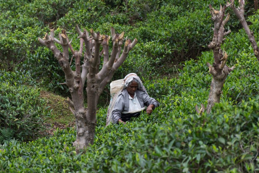 Cueilleuse de thé, Ella, Sri Lanka