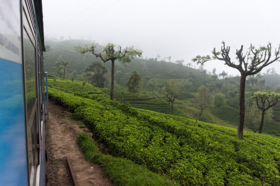 Train au milieu des plantations de thé du Sri Lanka