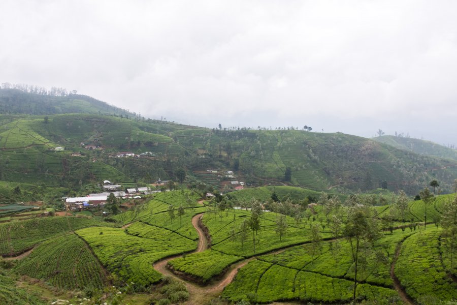 Nuwara Eliya, Sri Lanka