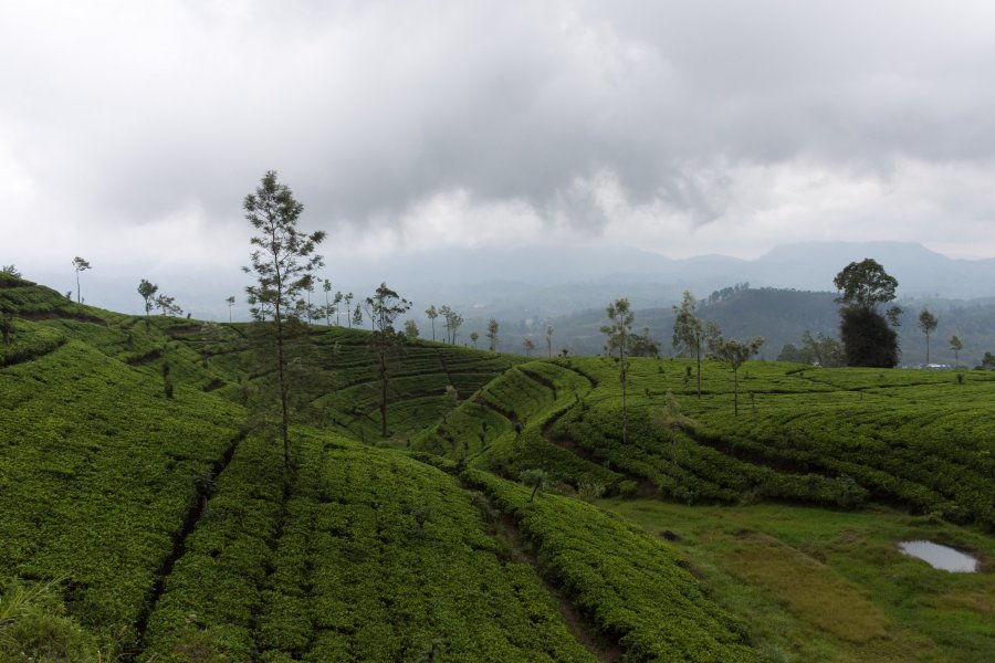 Plantations de thé de Nuwara Eliya, Sri Lanka