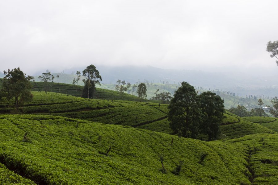 Plantations de thé de Nuwara Eliya