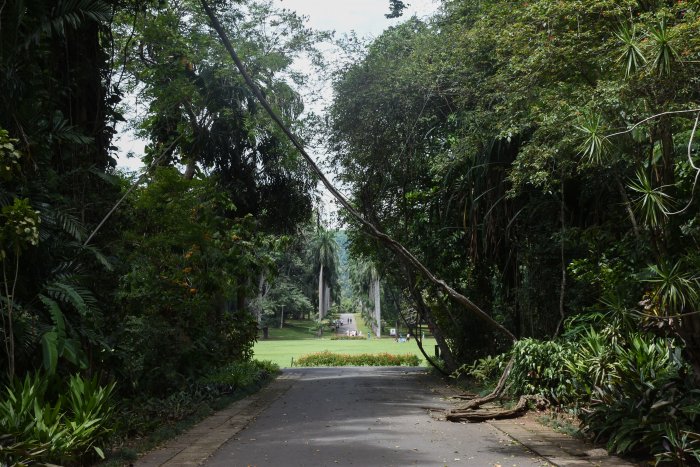 Jardin botanique de Kandy, Sri Lanka