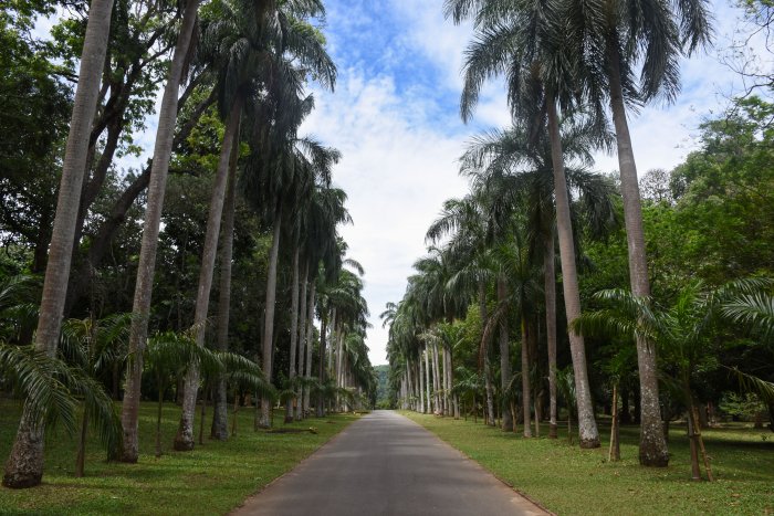Jardin botanique de Kandy, Sri Lanka