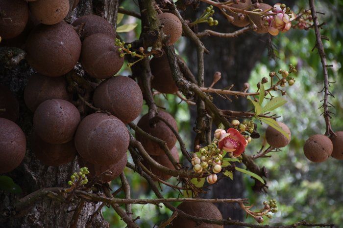 Arbre boulet de canon, Jardin botanique de Kandy, Sri Lanka