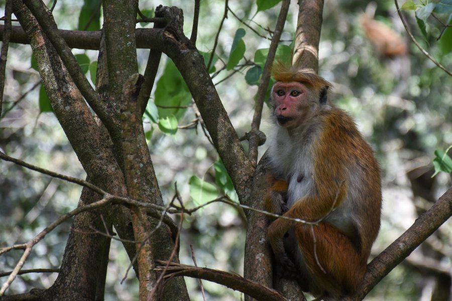 Macaque, jardin botanique de Kandy, Sri Lanka