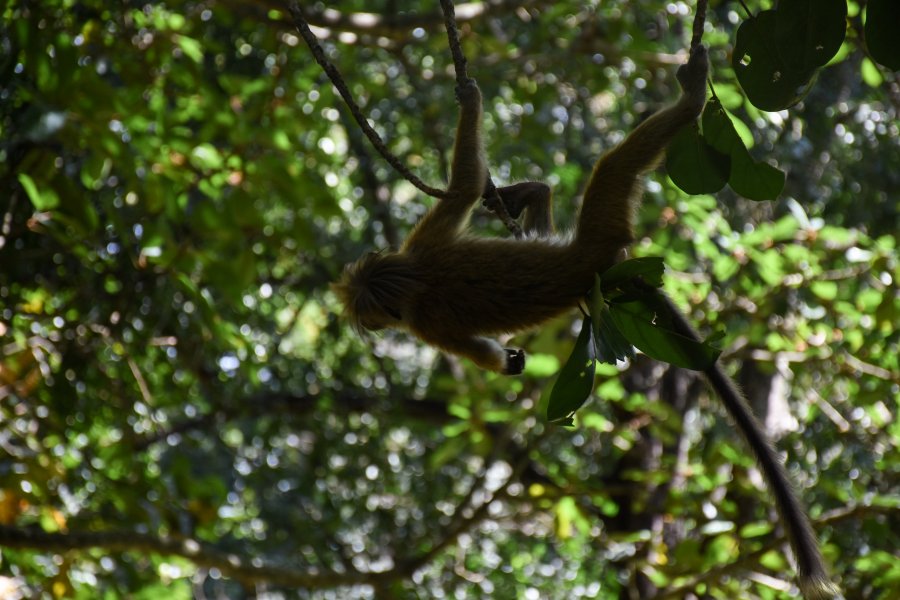 Macaque, jardin botanique de Kandy, Sri Lanka