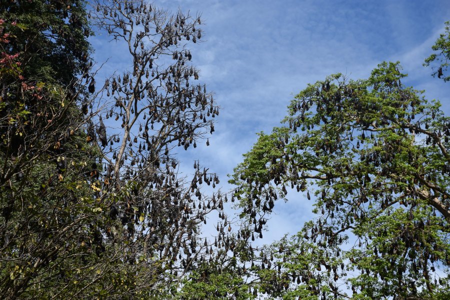 Colonie de chauves-souris, jardin botanique de Kandy, Sri Lanka