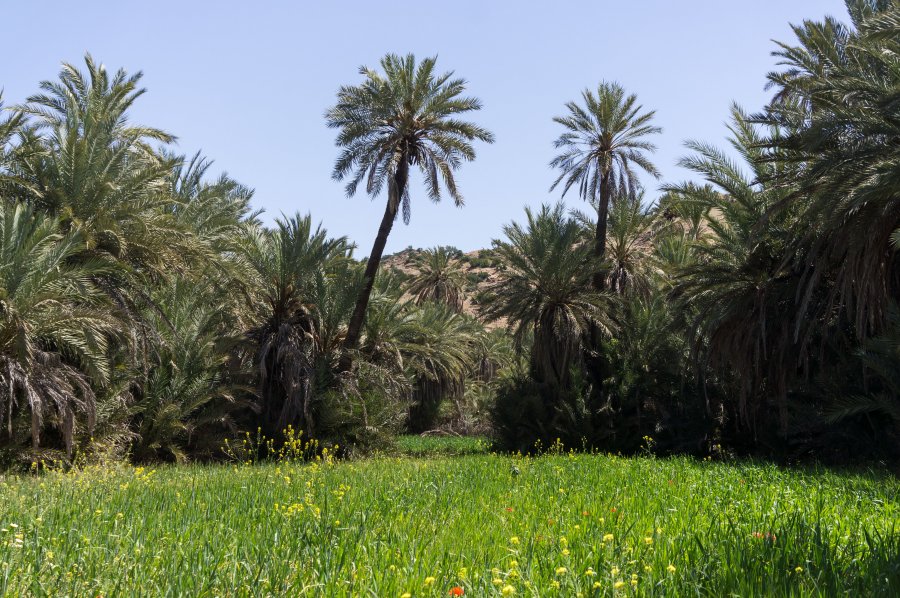 Palmeraie de Tiout, Taroudant