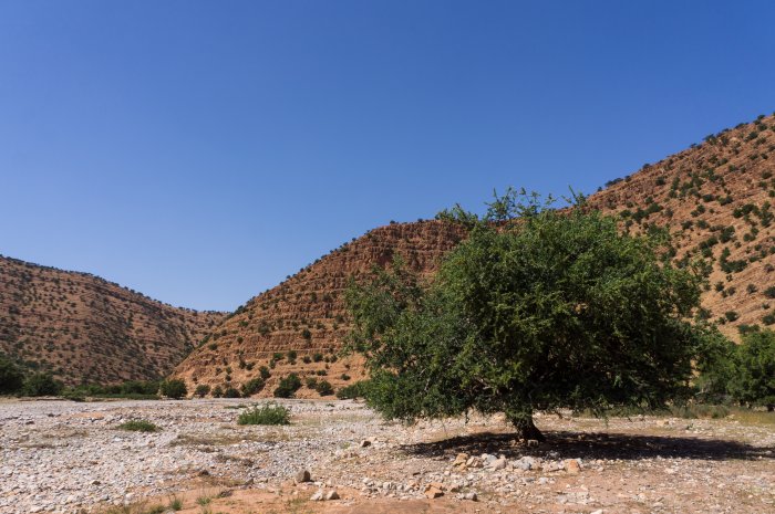 Arganier du Maroc
