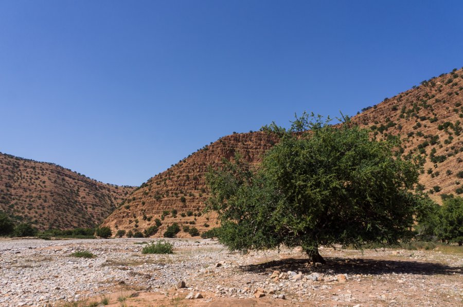 Arganier du Maroc