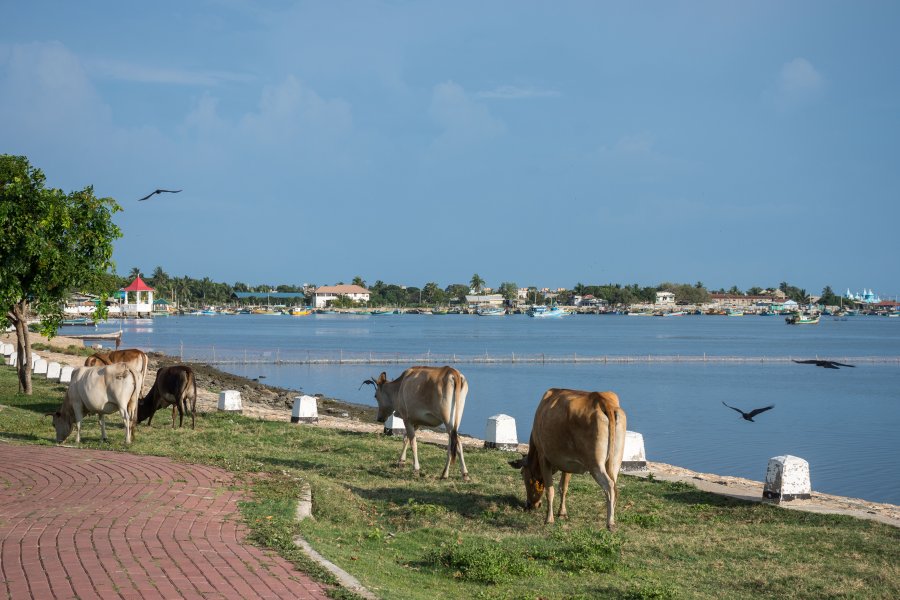 Vaches à Jaffna, Sri Lanka