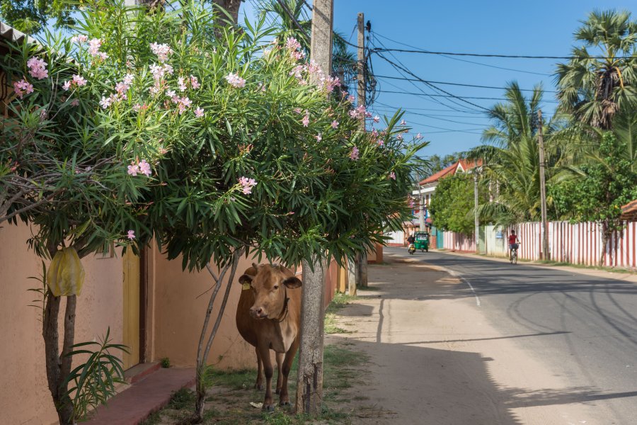 Vache à Jaffna, Sri Lanka