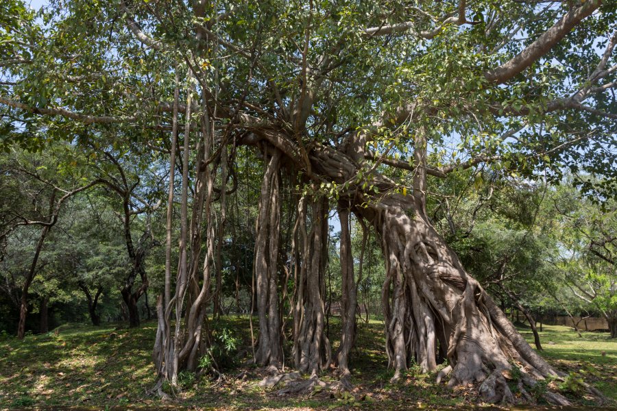 Site antique de Polonnaruwa, Sri Lanka