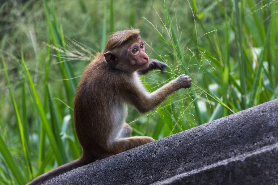 Singe à Dambulla, Sri Lanka