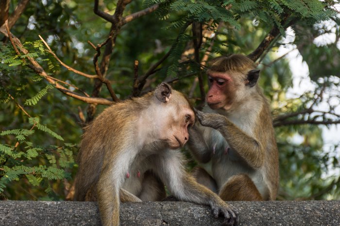 Singes à Dambulla, Sri Lanka