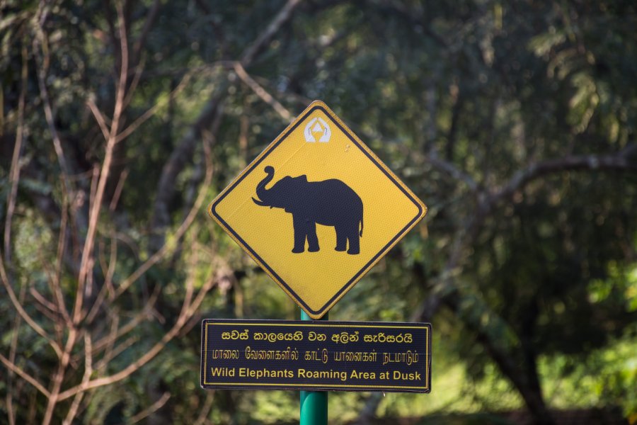 Attention éléphants